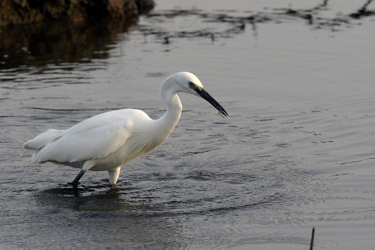 Aigrette